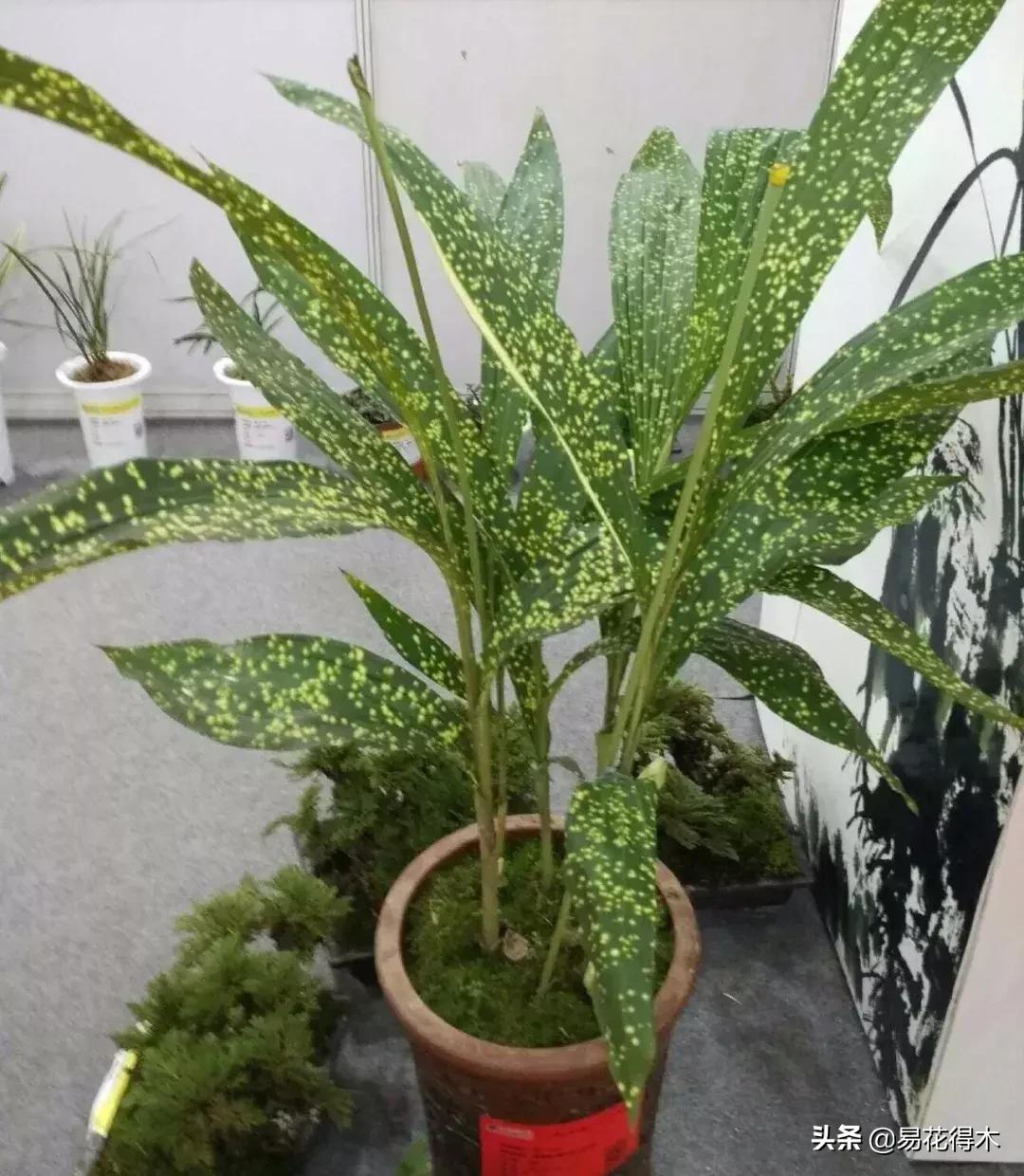 兰花推荐亭亭玉立的鹤顶兰,金斑鹤顶兰花