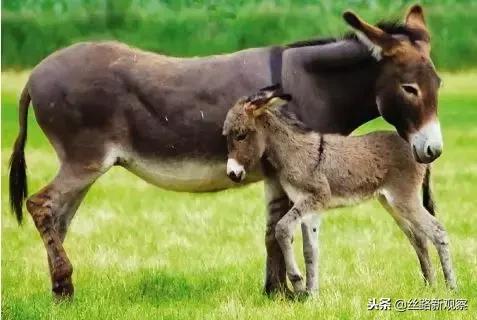 鍚夊皵鍚夋柉鏂潶姣涢┐璐╁崠鎯呭喌,鍚夊皵鍚夋柉鏂潶璐╁崠姣涢┐