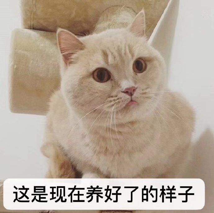 发布领养狗的朋友圈,发布宠物领养文字