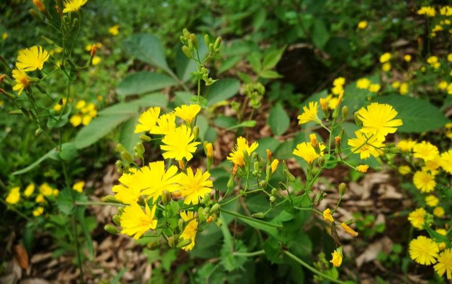 路边能拿回家养的植物,在路边遇到这种野草一定要带回去