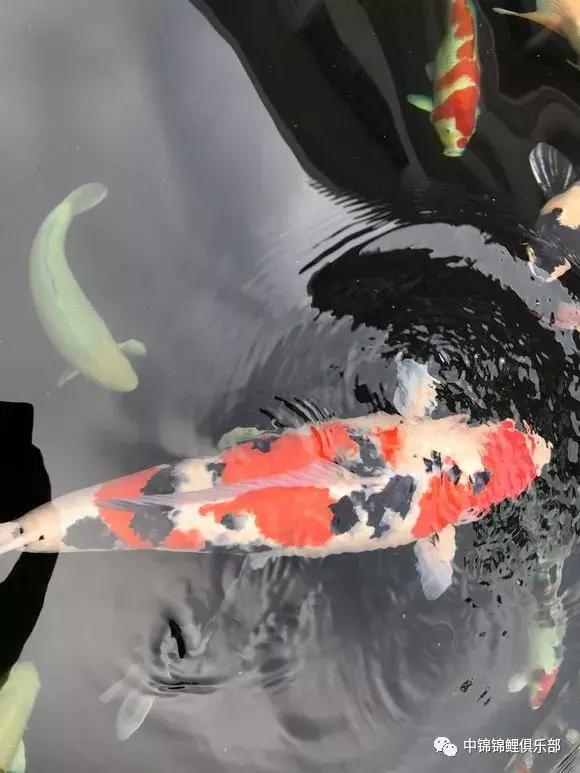 新手养锦鲤养多大的鱼,新手入门养锦鲤鱼