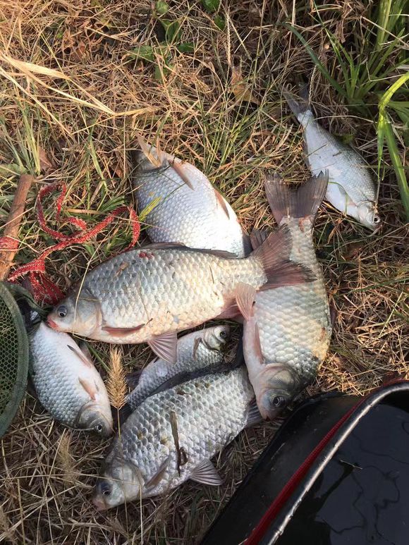 鱼口特别轻应该怎么调整,中鱼总是下口怎么调