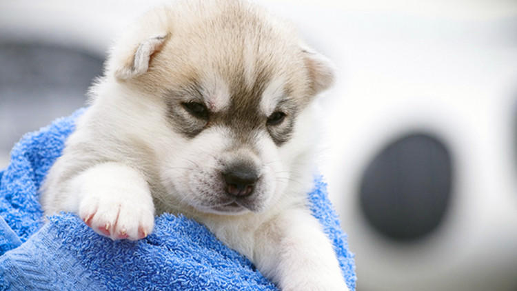 特别容易生病的狗狗排行榜,哪种狗狗不容易生病好养活