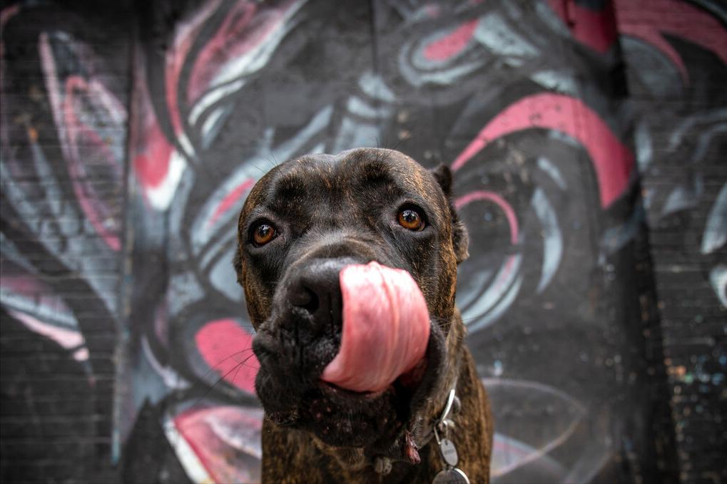 卡斯罗为什么几乎没人养,卡斯罗犬有多可怕