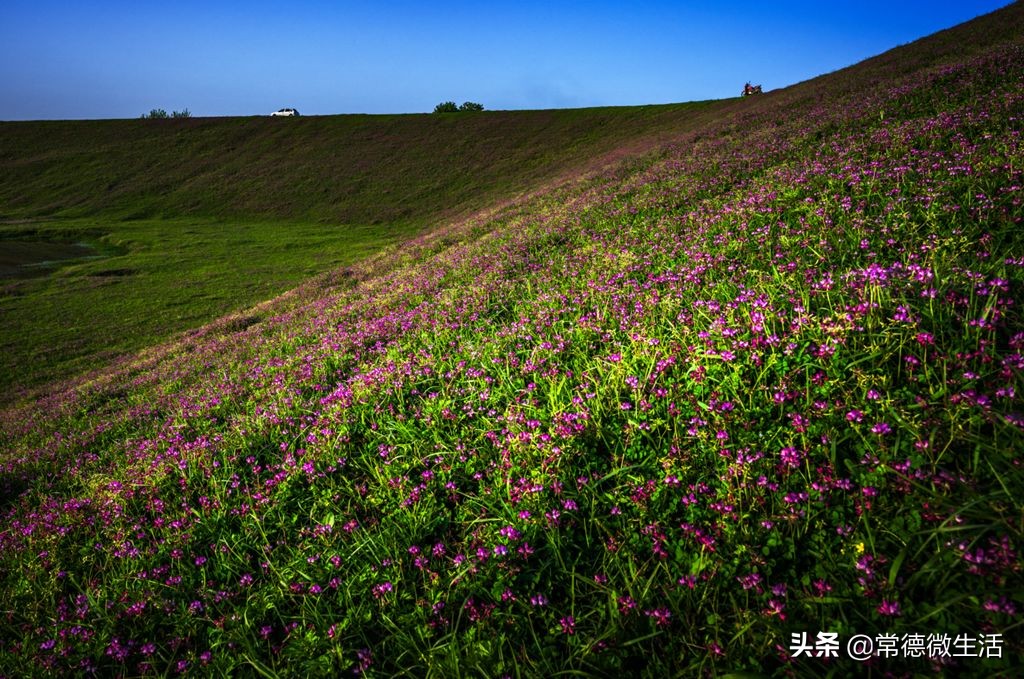 常德丹洲大草原介绍,丹洲草原风景