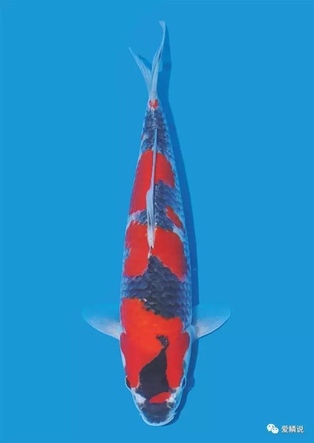 夏季鱼保存最佳方法,夏季鱼粮要注意补充这些