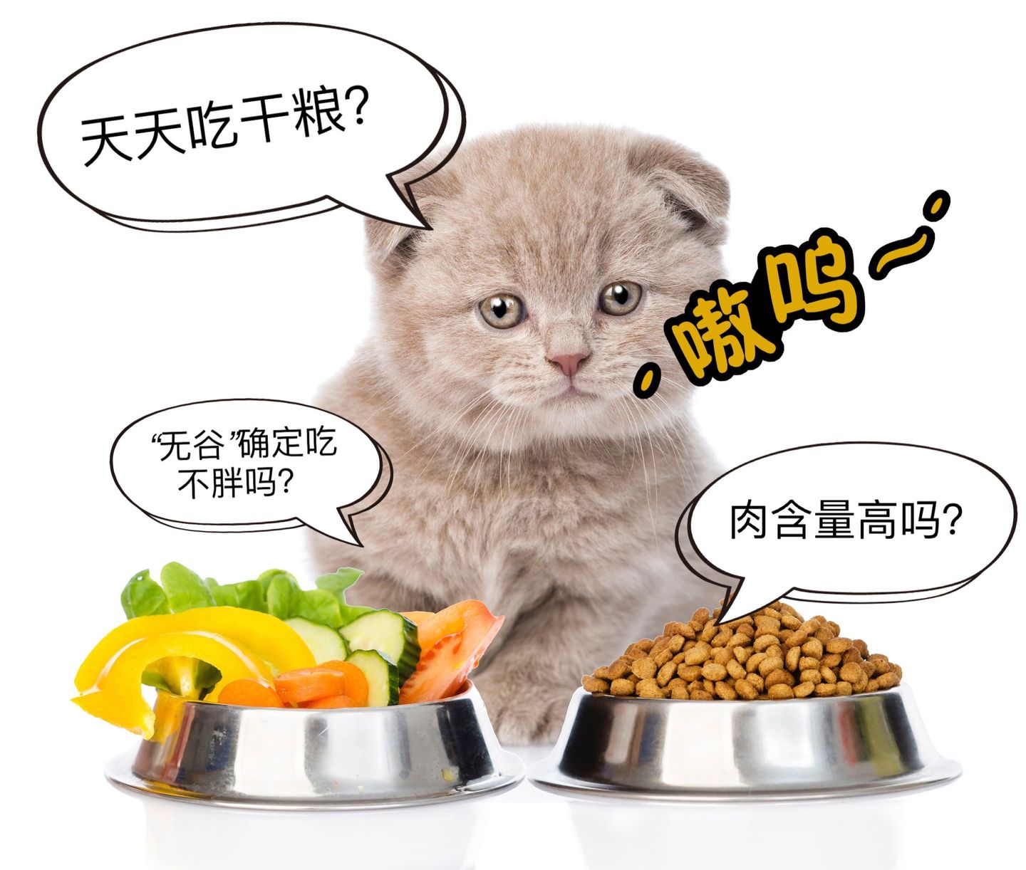 进口猫粮怎么买才能买到正品,2021进口猫粮指南