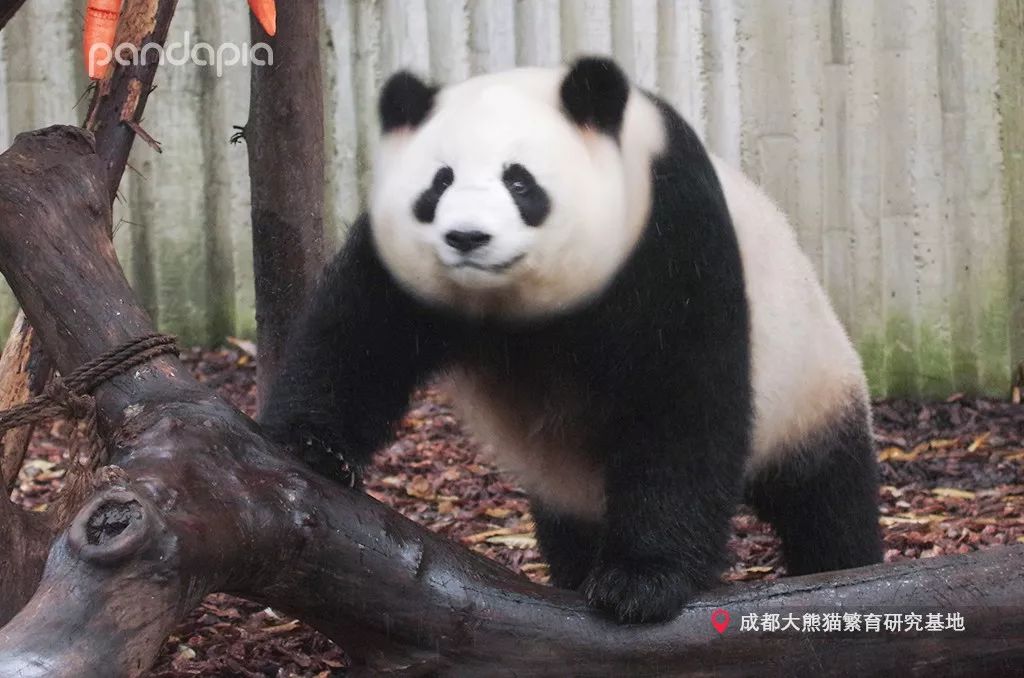 原来大熊猫也喜欢游泳,大熊猫们集体洗澡