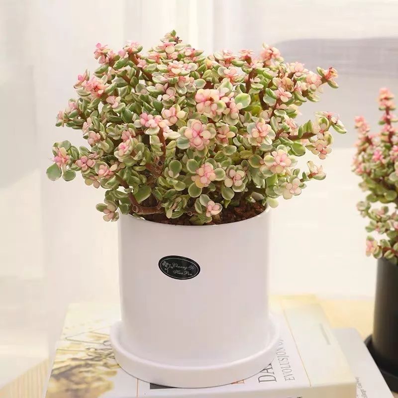 八种好看又好养的多肉，看看你家养了几种？