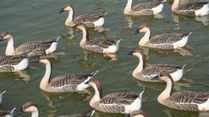 大雁最好的养殖方法,大雁怎样繁殖的