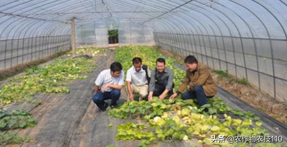 甜瓜品种更香更甜更高产易栽培,冬季大棚甜瓜高产栽培技术