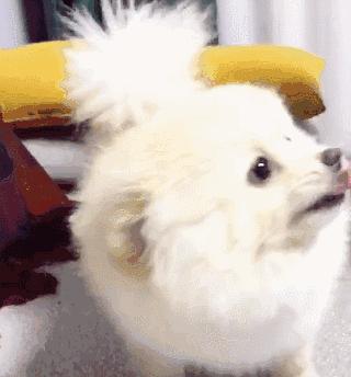 狗吃醋起来比男朋友还难哄,狗子这才是哄女朋友的正确方式