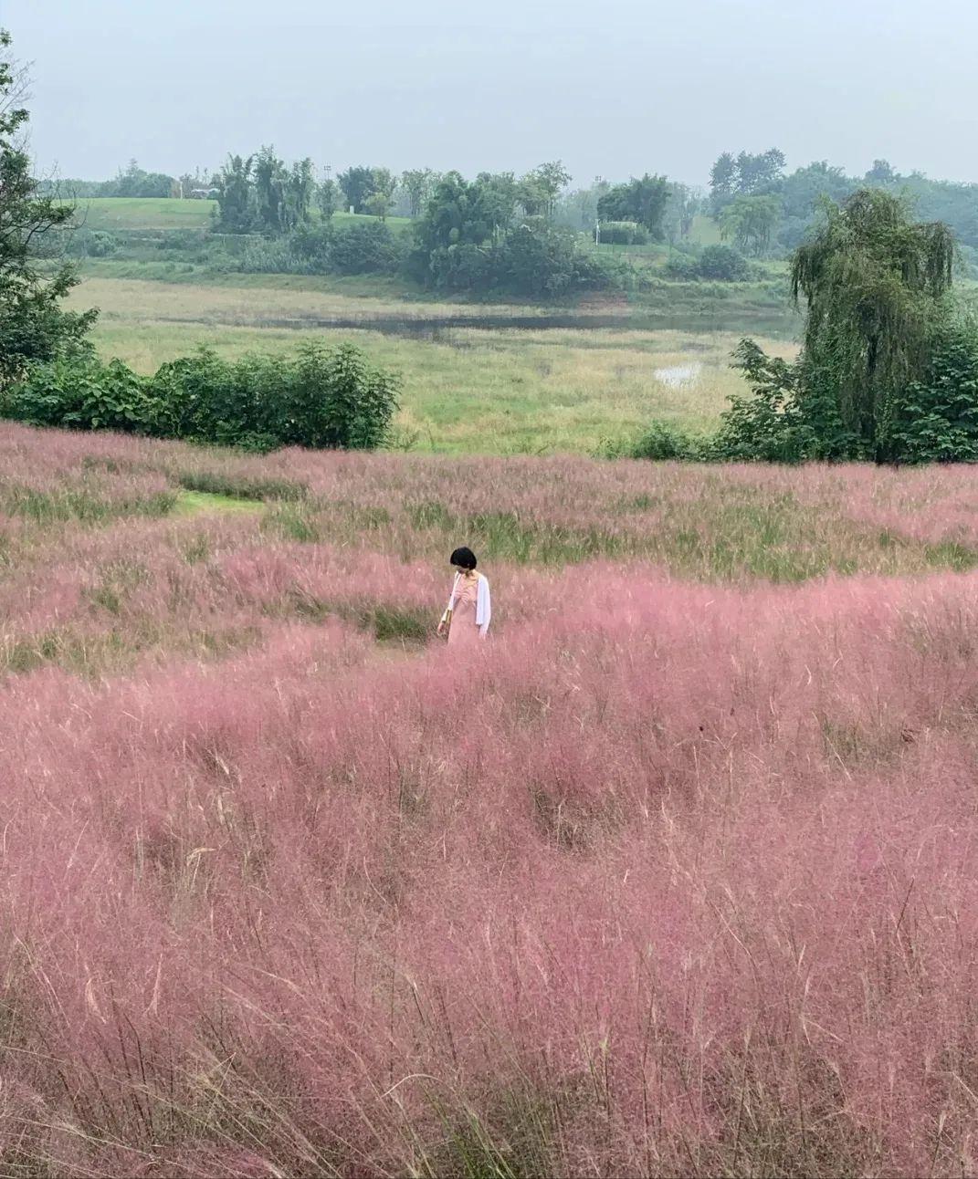 粉黛乱子草红了！成都周边这6个地方，不收门票这周就能去