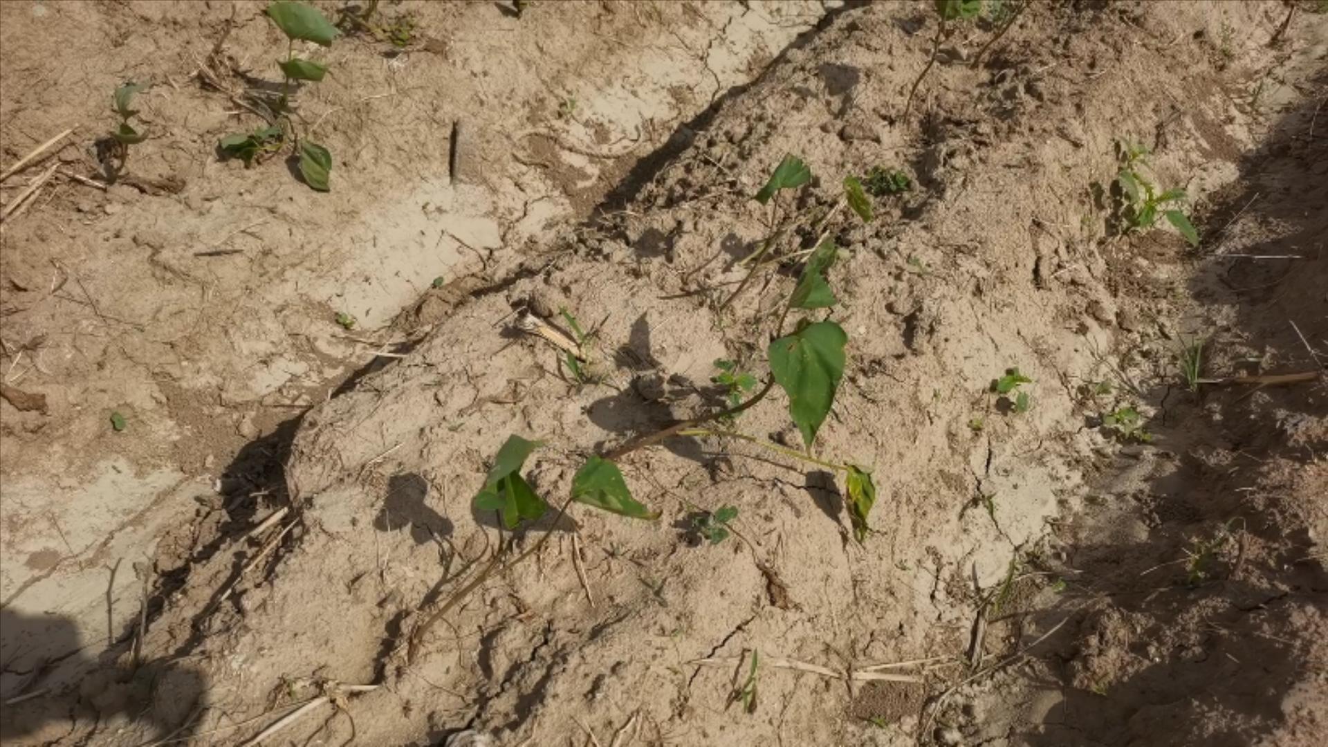 红薯高产不得病害,红薯高产要不要打蔓