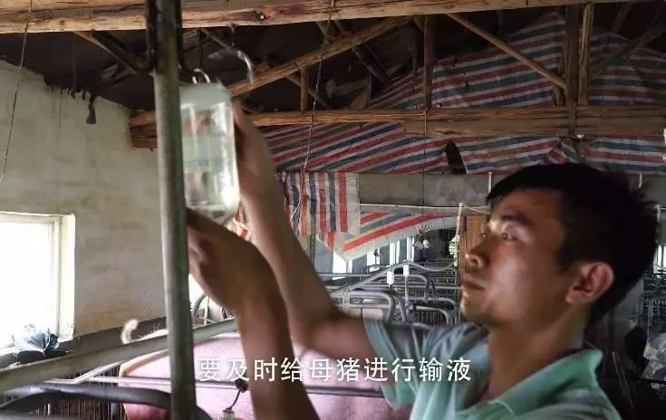 母猪产后消炎打什么针效果好,母猪产后消炎用法用量