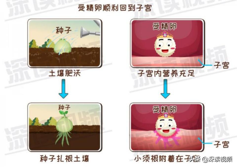 宫外孕出血量和月经一样怎么回事,宫外孕是怎么回事能不能再生孩子