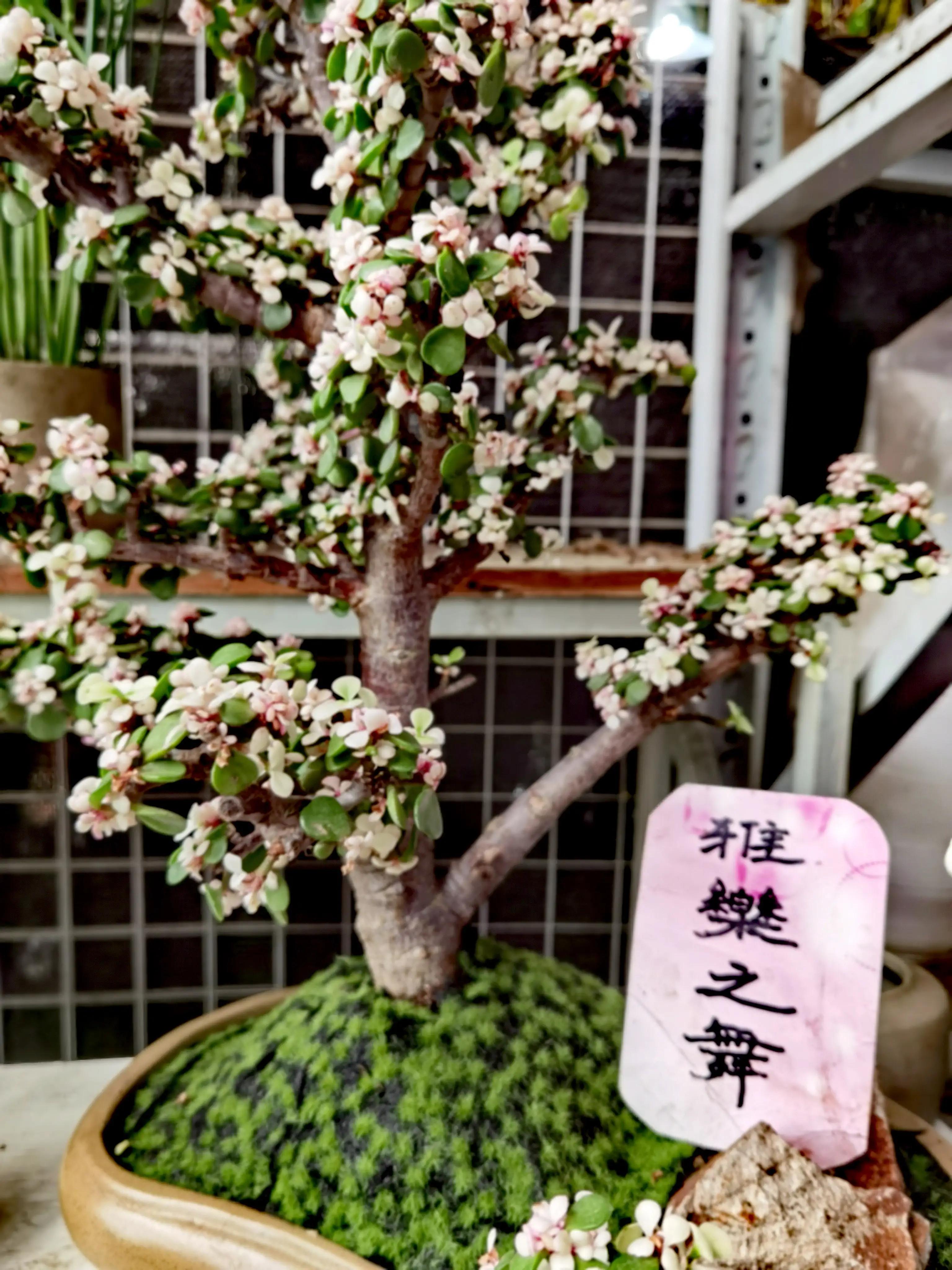 沈阳花卉市场搬哪去了,沈阳花卉市场批发各种绿植