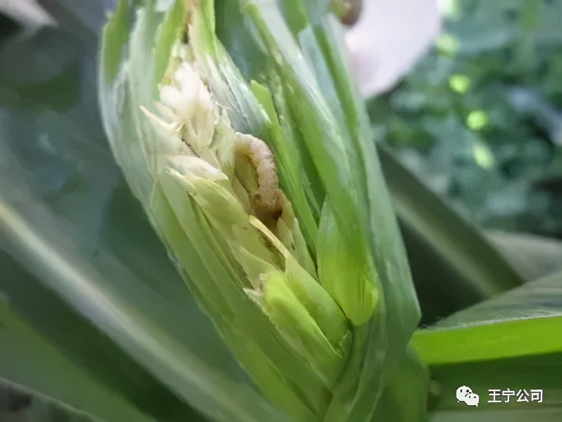 夏播玉米虫害图片大全,玉米虫害图谱高清大图