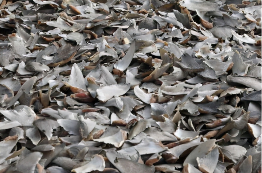 哥伦比亚查获130只走私毒蛙,哥伦比亚海关查获最大冻品