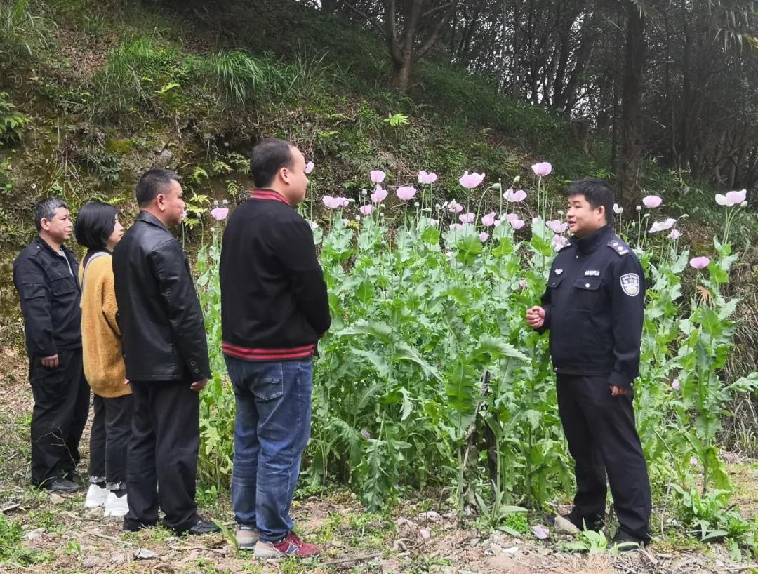 误听“*粟罂**”可治病被惩处懊悔不已