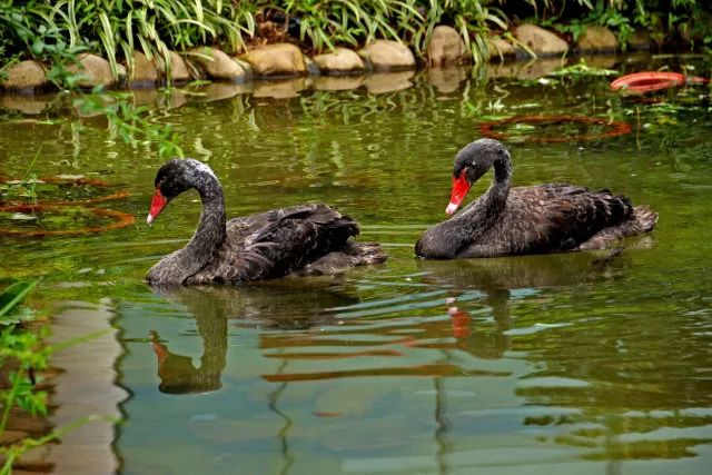 ¥599/套起!栖息30只孔雀!竹海环绕避世酒店竟全部用竹子造