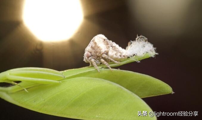 昆虫形象照拍摄技巧有哪些,昆虫拍摄布光方法