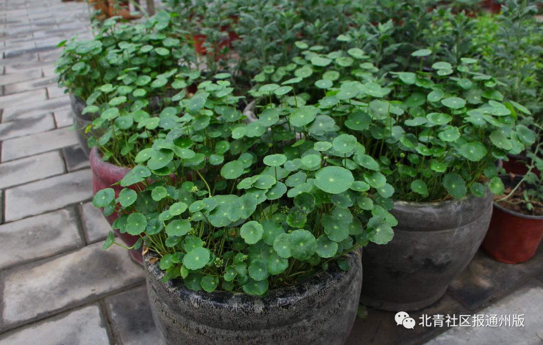 打卡北京紫谷伊甸园虞美人花海,通州看花的景点推荐免费