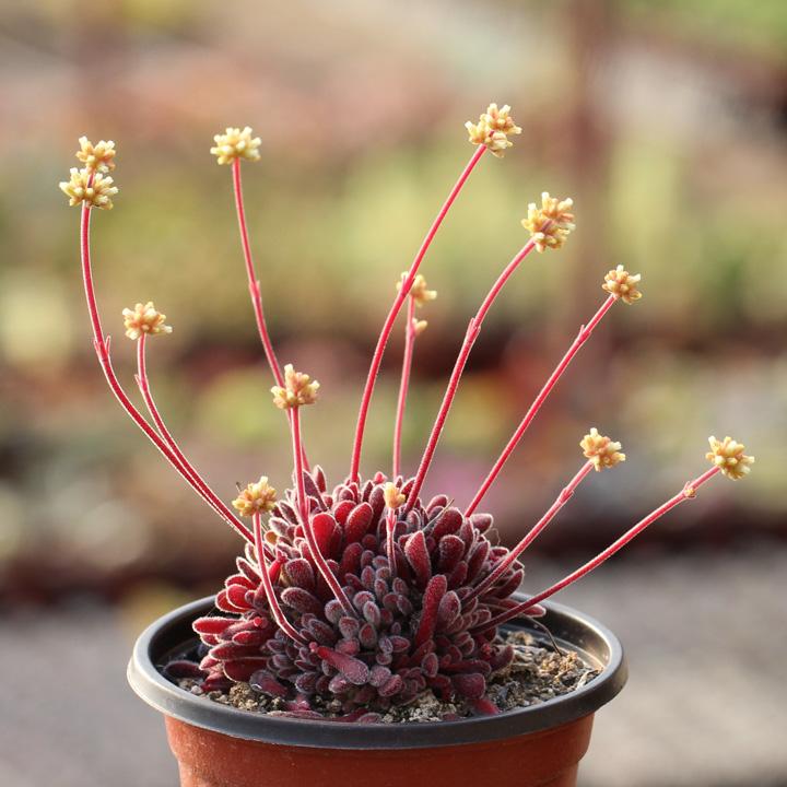 100种常见多肉植物图鉴收藏,1000种多肉植物图鉴及名字