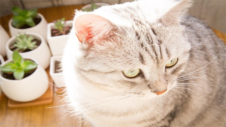 成年猫咪到了新环境乱拉乱尿,猫咪乱撒尿有什么办法