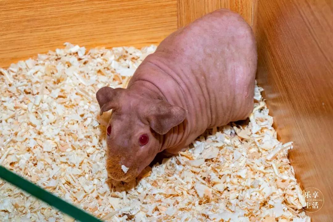 39.9元羊驼,羊驼门票抖音团购