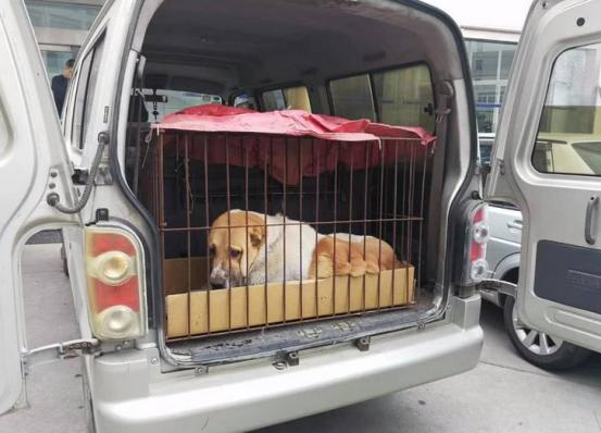 成都宠物托运哪家好,兰州到成都托运的宠物