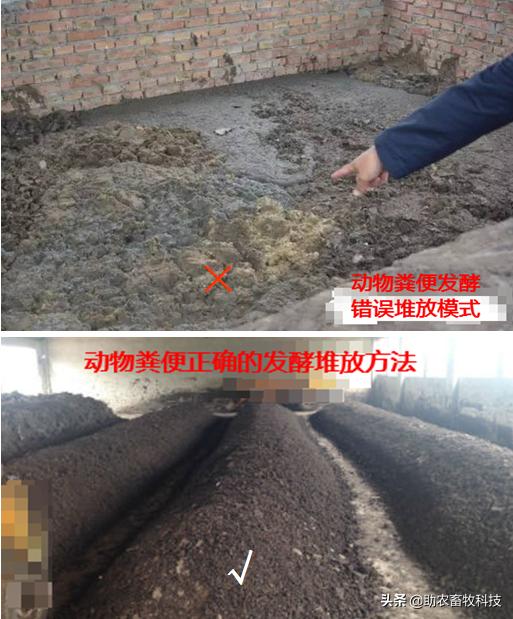 鸭粪除臭的最好方法,鸭场除臭味最快的方法