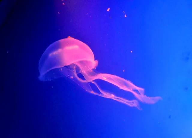 带你们看一下神奇的海底世界,高清60帧海底世界