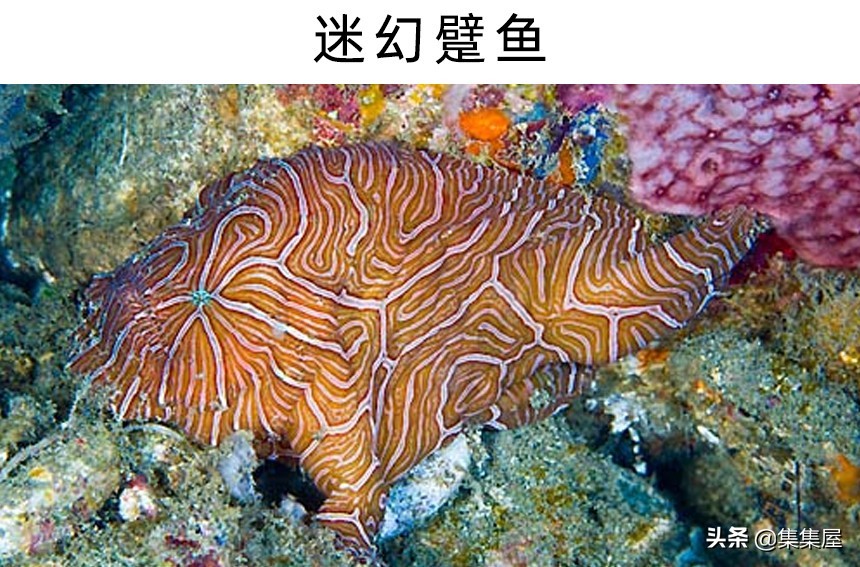世界六种最罕见的鱼,6种奇特的鱼