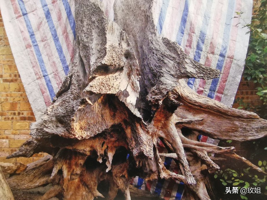 阴沉木和乌木是同一种木吗,阴沉木是什么木