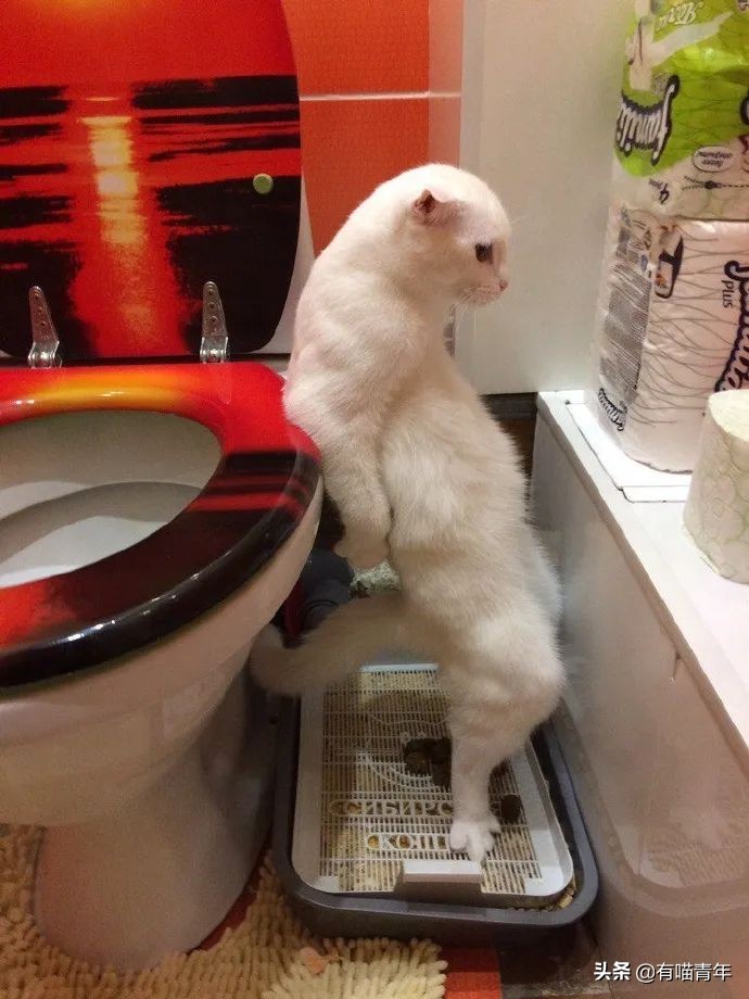 猫咪拉屎姿势好笑,猫咪拉屎搞笑表情