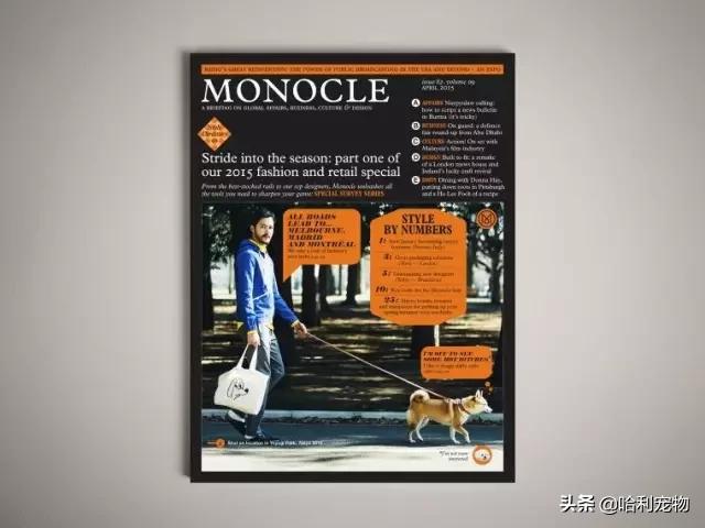 柴犬感染力大吗,柴犬占有欲很强吗