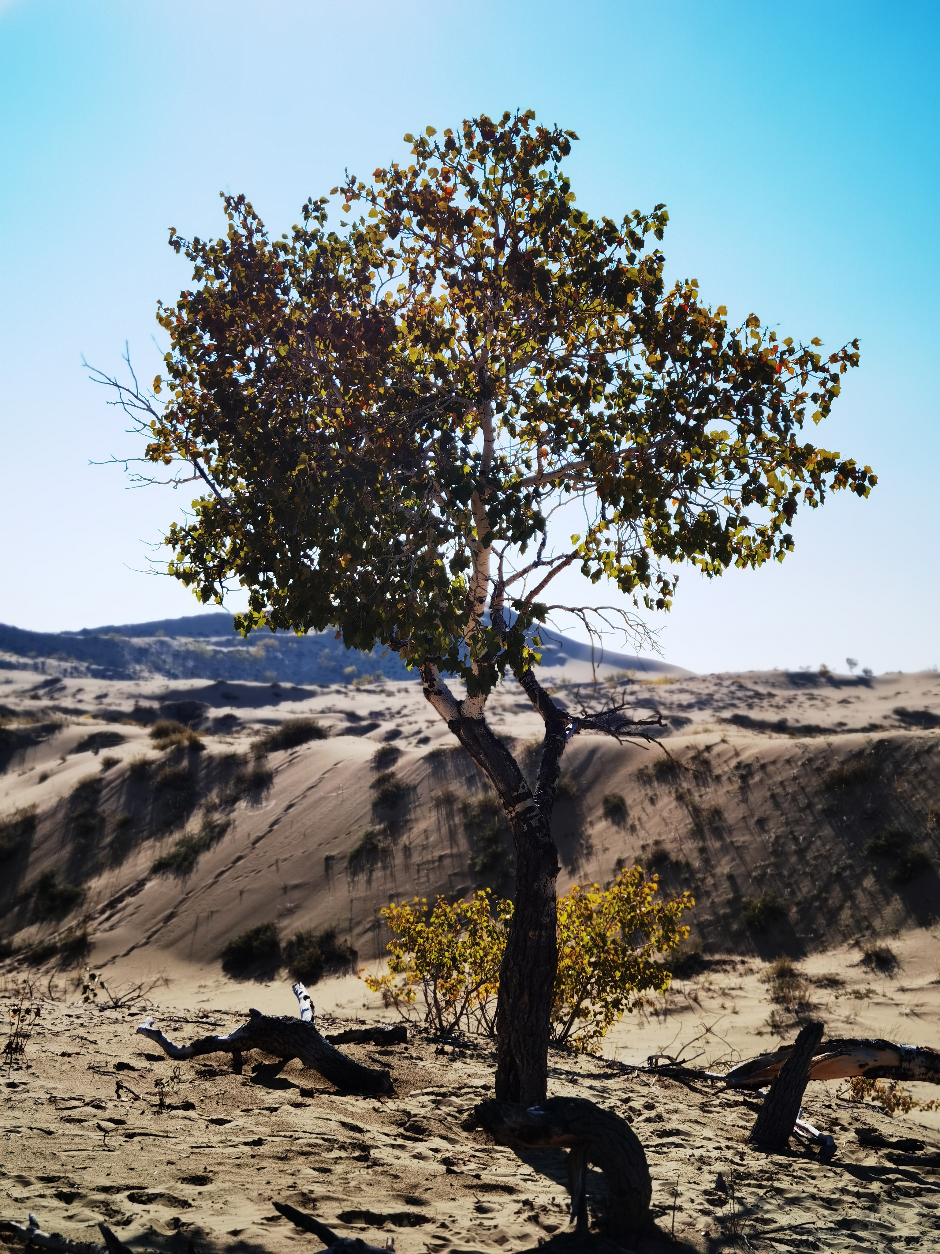 自驾游*疆新**：原来你是这样的白沙湖