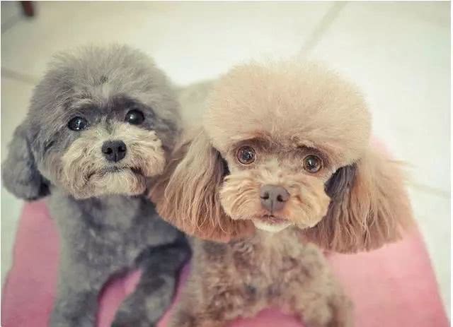 泰迪狗的寿命一般有多长,泰迪狗的寿命一般多少