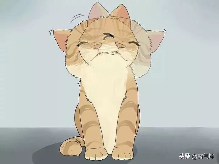 主子的耳朵脏了怎么办？教你正确的清理耳道的方法