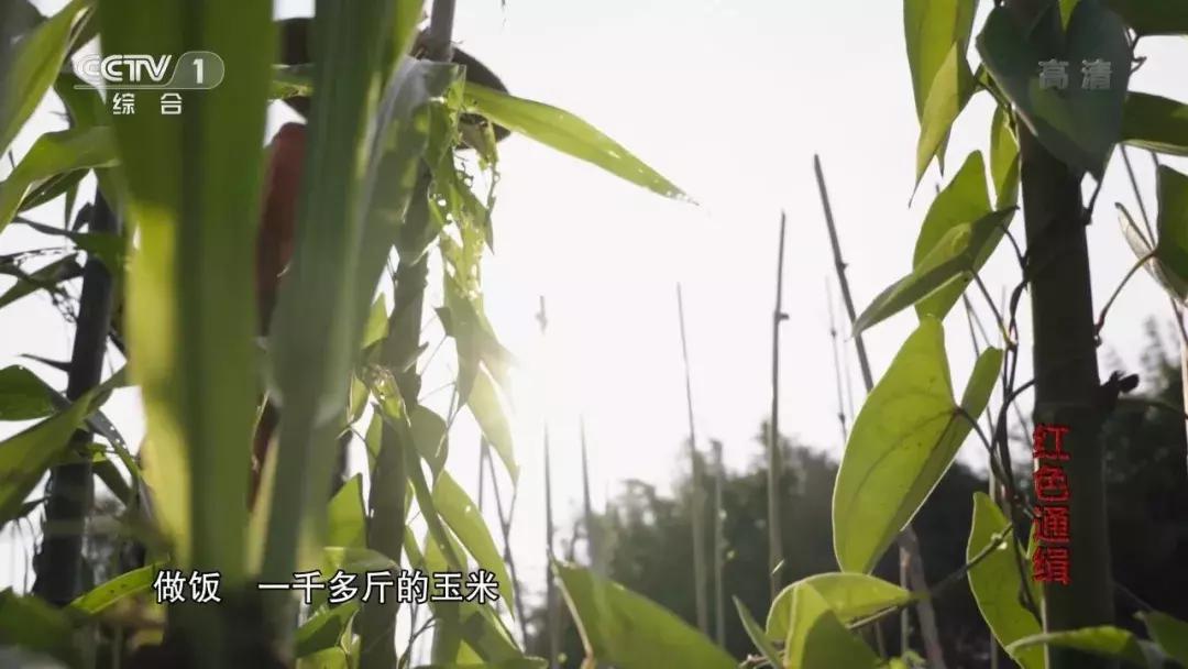 澶鎮枒鐮存绾綍鐗囨湁鍝簺,鐪熷疄鎮枒鍒戜睛妗堜欢