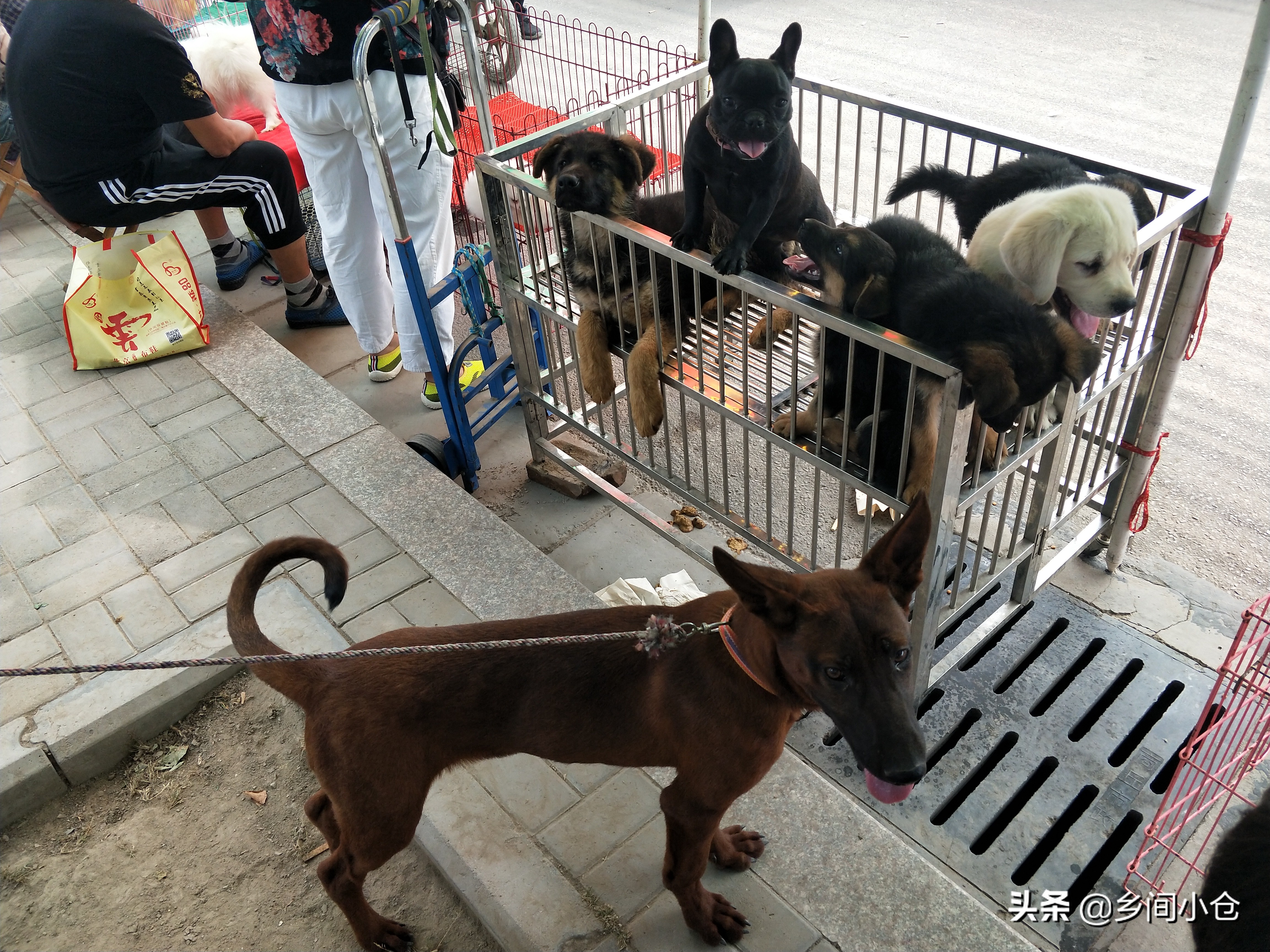 小妹子逛狗市遇到没见过的品种,大型狗市都有什么品种