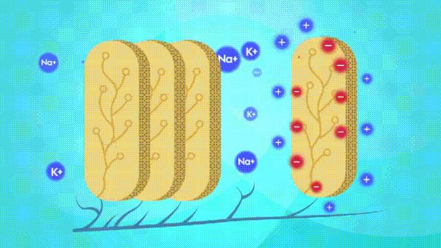 电鳗靠什么能源发电,利用电鳗身体放电来发电