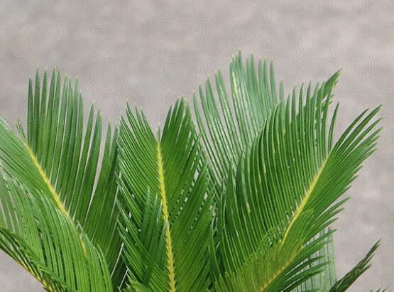 铁树烂根了怎么去处理,铁树烂根的补救方法