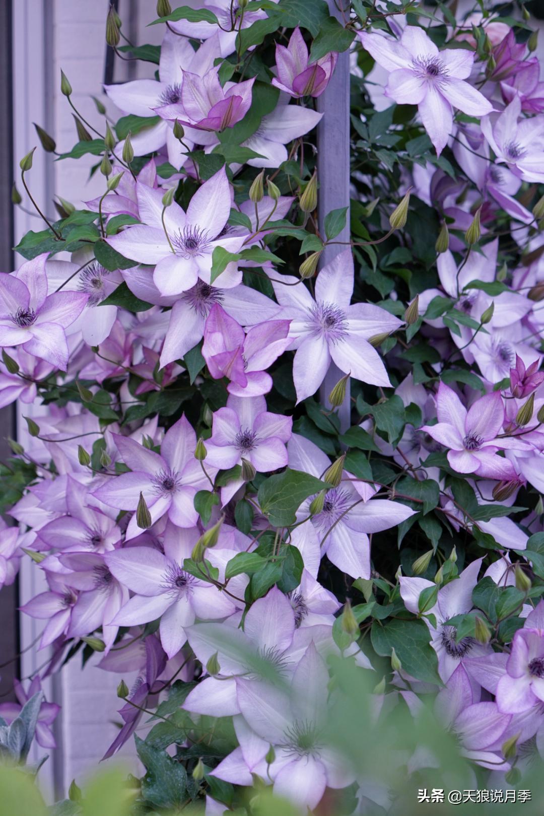 如何打造四季开花的花园,如何打造四季都有花的花园