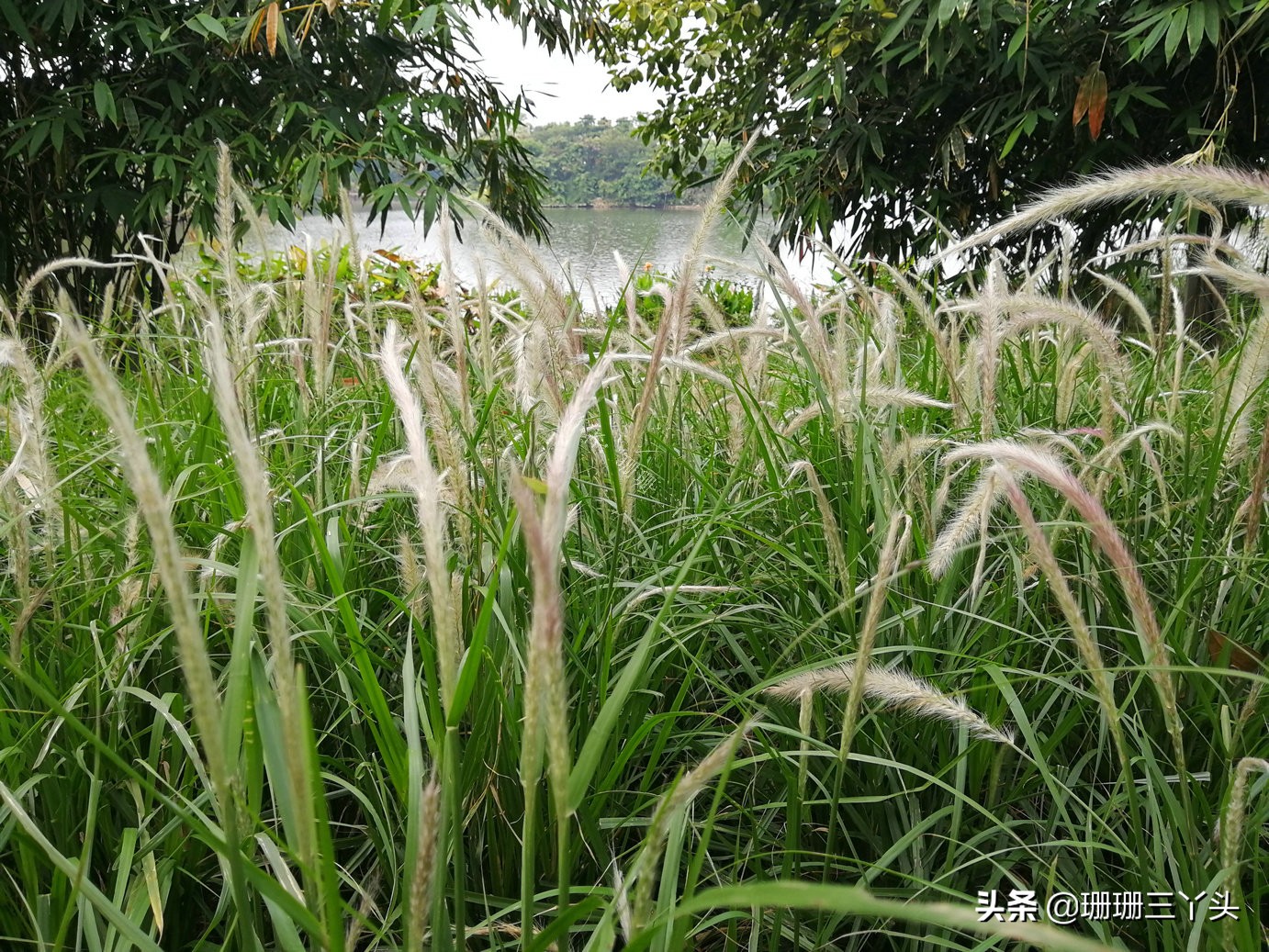 广州湿地公园推荐,广州龙潭河湿地公园