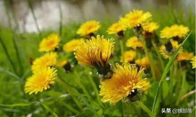 野菊花对肝肾毒害,野菊花有没有毒性