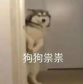 养纯种还是混血狗,养纯种狗