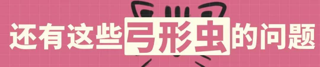 怀孕了能不能养宠物狗狗,怀孕为什么不能养狗狗