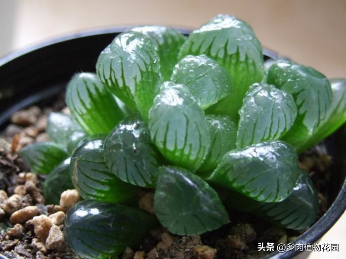 玉露如何叶片饱满,如何把玉露养得晶莹剔透饱满